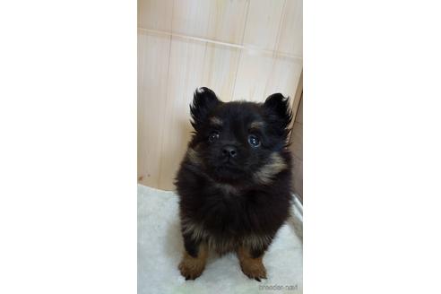 成約済の岡山県のミックス犬-167938の1枚目