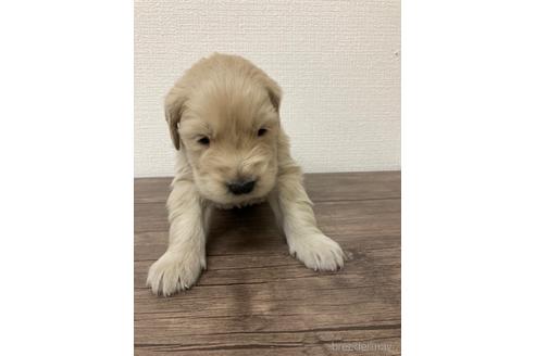 成約済の静岡県のゴールデンレトリーバー-167162の2枚目