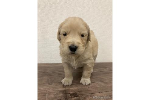 成約済の静岡県のゴールデンレトリーバー-166021の2枚目