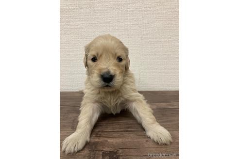 成約済の静岡県のゴールデンレトリーバー-167160の2枚目
