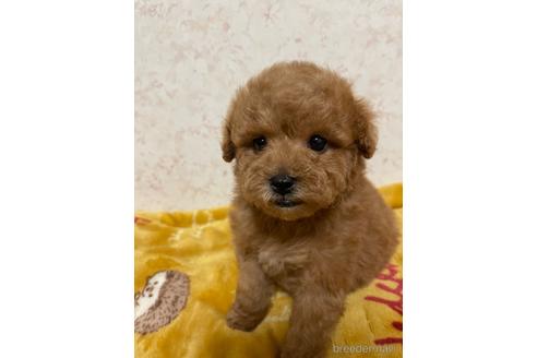 成約済の新潟県のトイプードル-167962の11枚目