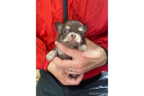 成約済の静岡県のチワワ(ロングコート)-168016の7枚目