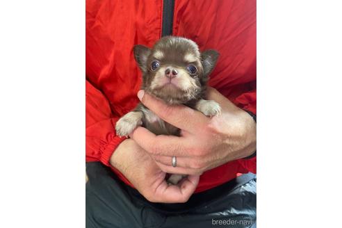 成約済の静岡県のチワワ(ロングコート)-168016の5枚目