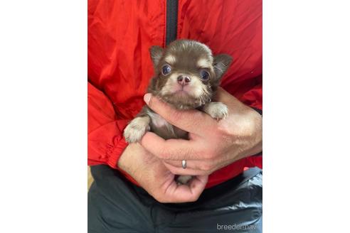 成約済の静岡県のチワワ(ロングコート)-168016の6枚目