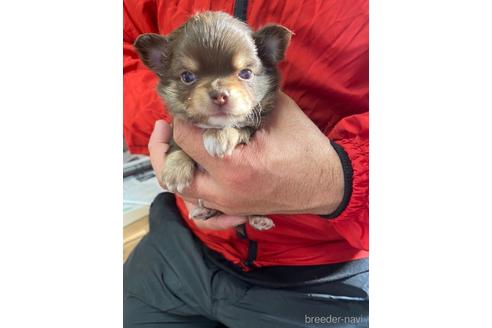 成約済の静岡県のチワワ(ロングコート)-168017の1枚目