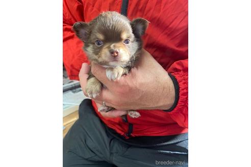 成約済の静岡県のチワワ(ロングコート)-168017の2枚目