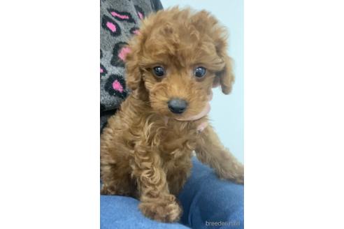 成約済の茨城県のトイプードル-167970の1枚目