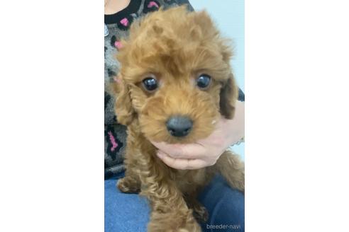 成約済の茨城県のトイプードル-167970の2枚目