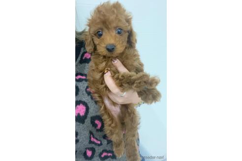 成約済の茨城県のトイプードル-167970の4枚目