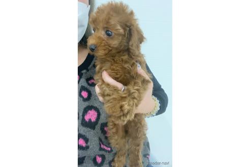 成約済の茨城県のトイプードル-167970の3枚目