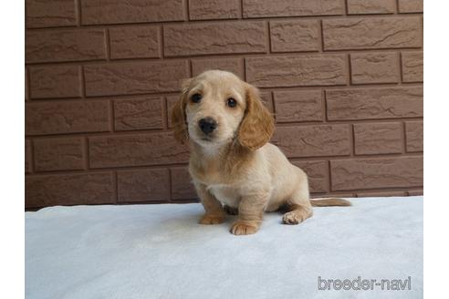 成約済の埼玉県のミニチュアダックスフンド(ロングヘアード)-166818