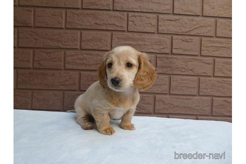 成約済の埼玉県のミニチュアダックスフンド(ロングヘアード)-166818の2枚目