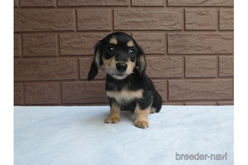 成約済の埼玉県のミニチュアダックスフンド(ロングヘアード)-168029の2枚目