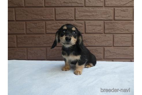 成約済の埼玉県のミニチュアダックスフンド(ロングヘアード)-168029の1枚目