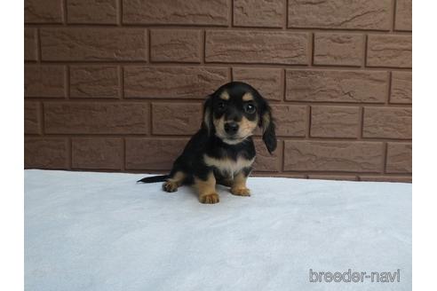 成約済の埼玉県のミニチュアダックスフンド(ロングヘアード)-168029の4枚目