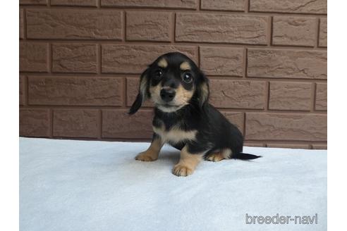 成約済の埼玉県のミニチュアダックスフンド(ロングヘアード)-168029の3枚目