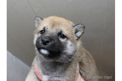 成約済の熊本県の柴犬-168032の2枚目