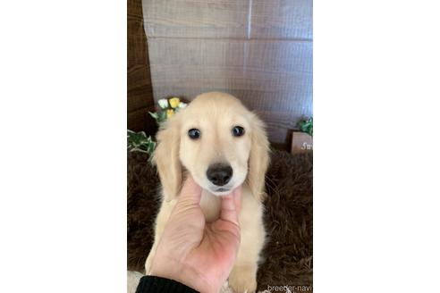 成約済の大分県のミニチュアダックスフンド(ロングヘアード)-161833の4枚目