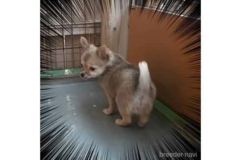 成約済の茨城県のチワワ(ロングコート)-160518の18枚目