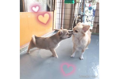 成約済の茨城県のチワワ(ロングコート)-160518の17枚目