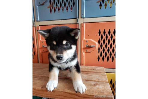 成約済の大阪府の柴犬-168067の2枚目
