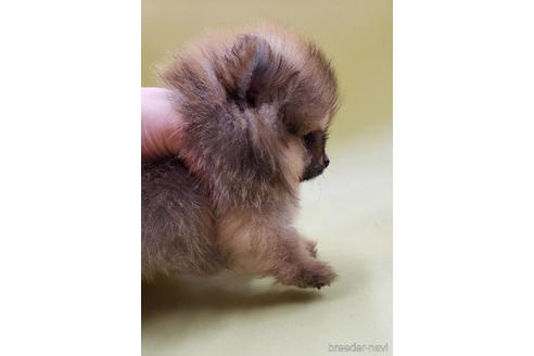 成約済の大阪府のポメラニアン-168070の4枚目
