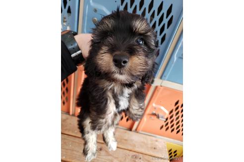 成約済の大阪府のミックス犬-168071の4枚目