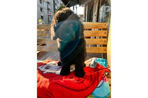 成約済の東京都のミックス犬-168077の18枚目