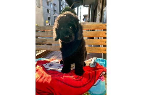 成約済の東京都のミックス犬-168077の17枚目
