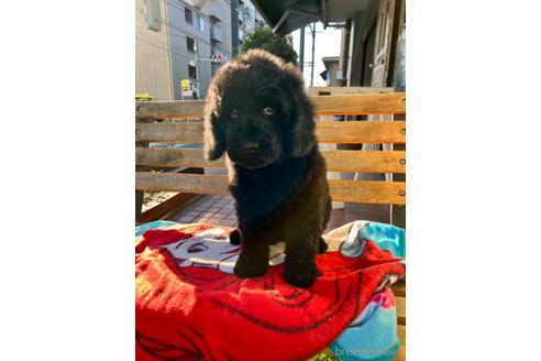 成約済の東京都のミックス犬-168077の16枚目