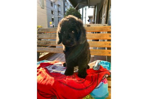 東京都のミックス犬 男の子 21 12 15生まれ とってもしっかり 子犬id ブリーダーナビ