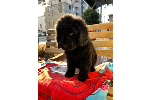 成約済の東京都のミックス犬-168077の11枚目