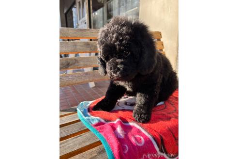 成約済の東京都のミックス犬-168077の5枚目