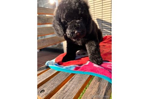 成約済の東京都のミックス犬-168077の10枚目