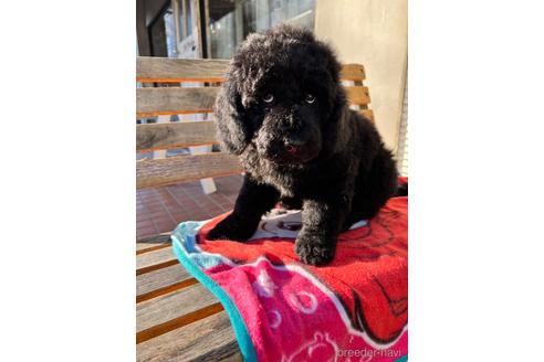 成約済の東京都のミックス犬-168077の9枚目