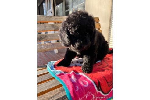 成約済の東京都のミックス犬-168077の8枚目