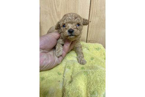 成約済の埼玉県のトイプードル-166151の3枚目