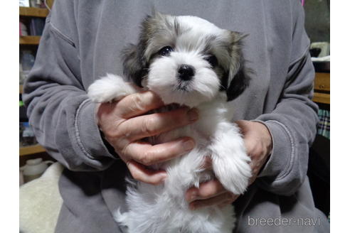 成約済の栃木県のミックス犬-166294の2枚目