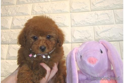 成約済の茨城県のトイプードル-168139の2枚目