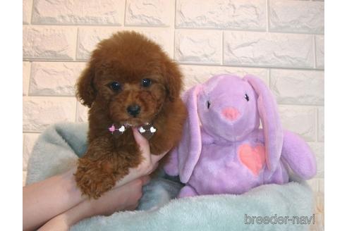 成約済の茨城県のトイプードル-168139の4枚目