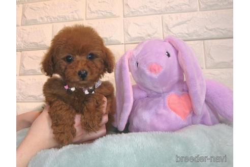 成約済の茨城県のトイプードル-168139の5枚目