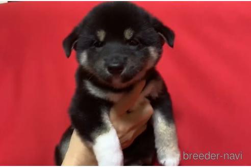 成約済の沖縄県の柴犬-168142の1枚目