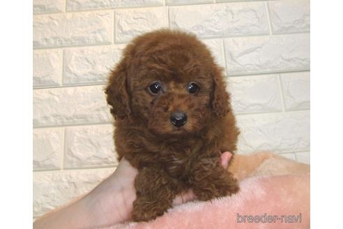 成約済の茨城県のトイプードル-168144の3枚目