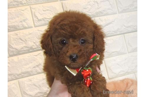 成約済の茨城県のトイプードル-168144の2枚目