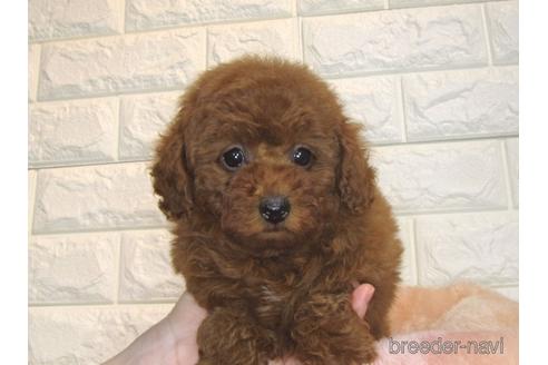 成約済の茨城県のトイプードル-168144の4枚目