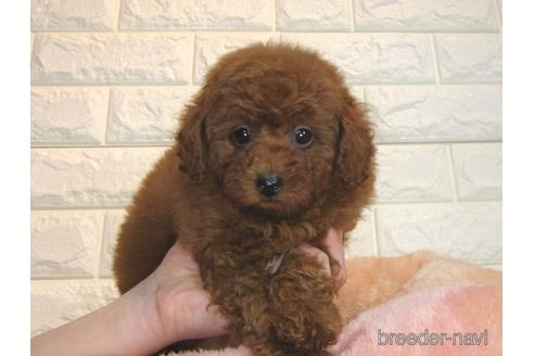 成約済の茨城県のトイプードル-168144の5枚目