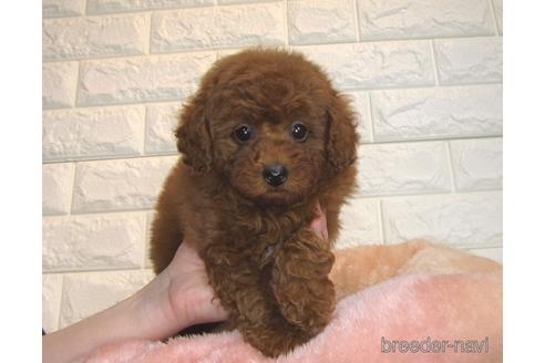 成約済の茨城県のトイプードル-168144の1枚目