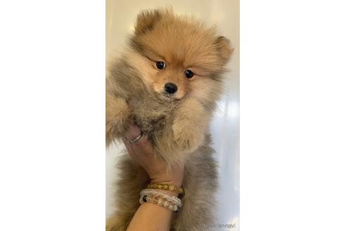 成約済の茨城県のポメラニアン-165260の4枚目