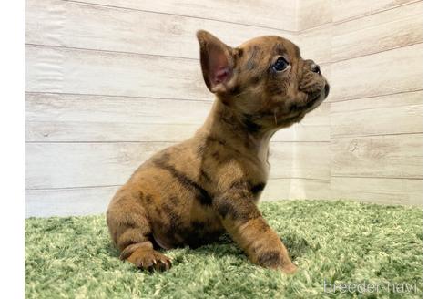 成約済の愛知県のフレンチブルドッグ-168159の2枚目