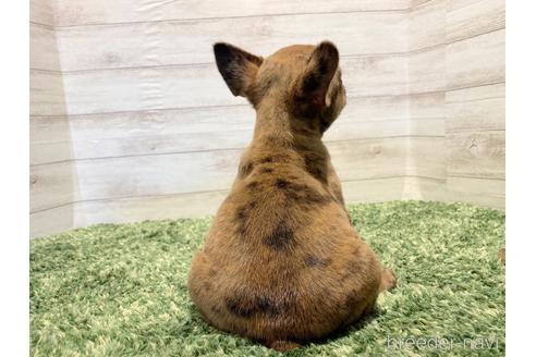 成約済の愛知県のフレンチブルドッグ-168159の3枚目